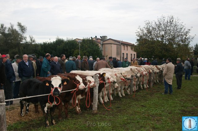 Fiera del Bestiame (2).JPG